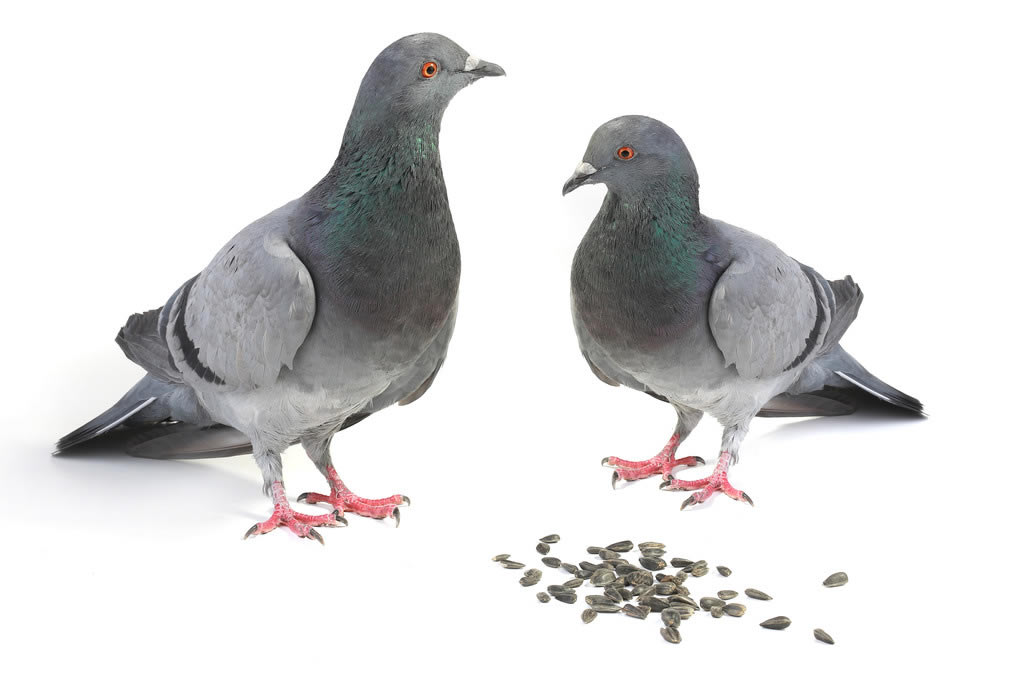 Ҹsunrayƽ棨һδѣʵ׼_ȫ_