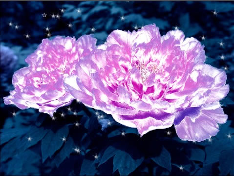 photoshopˮĵЧͼ