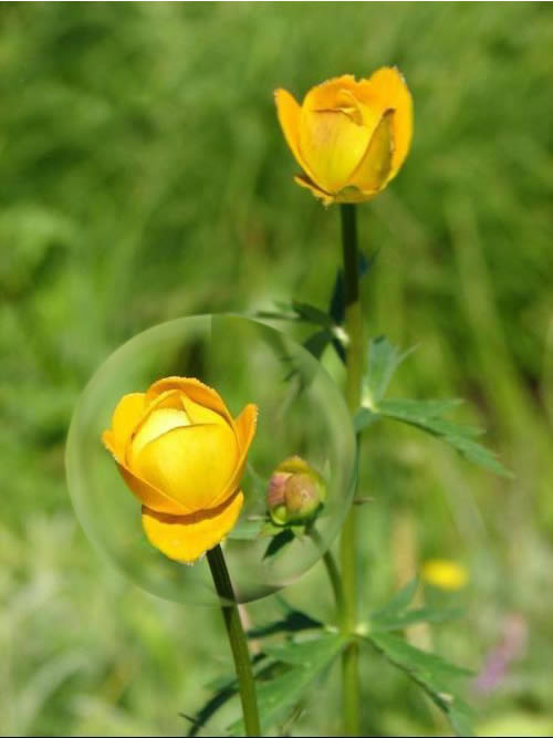 ģ