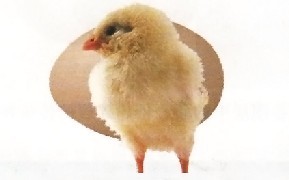 ز