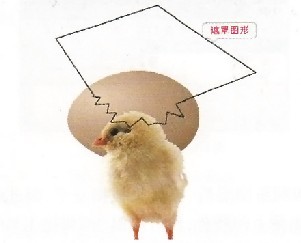 λ